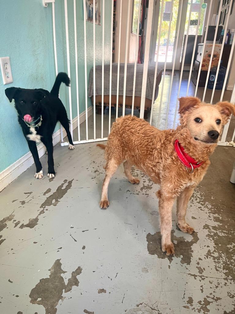 Enlarge Silvio, a Adoptable Poodle in Los Angeles, CA image 5/6