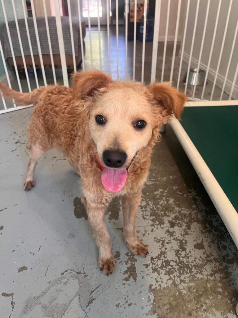 Enlarge Silvio, a Adoptable Poodle in Los Angeles, CA image 6/6