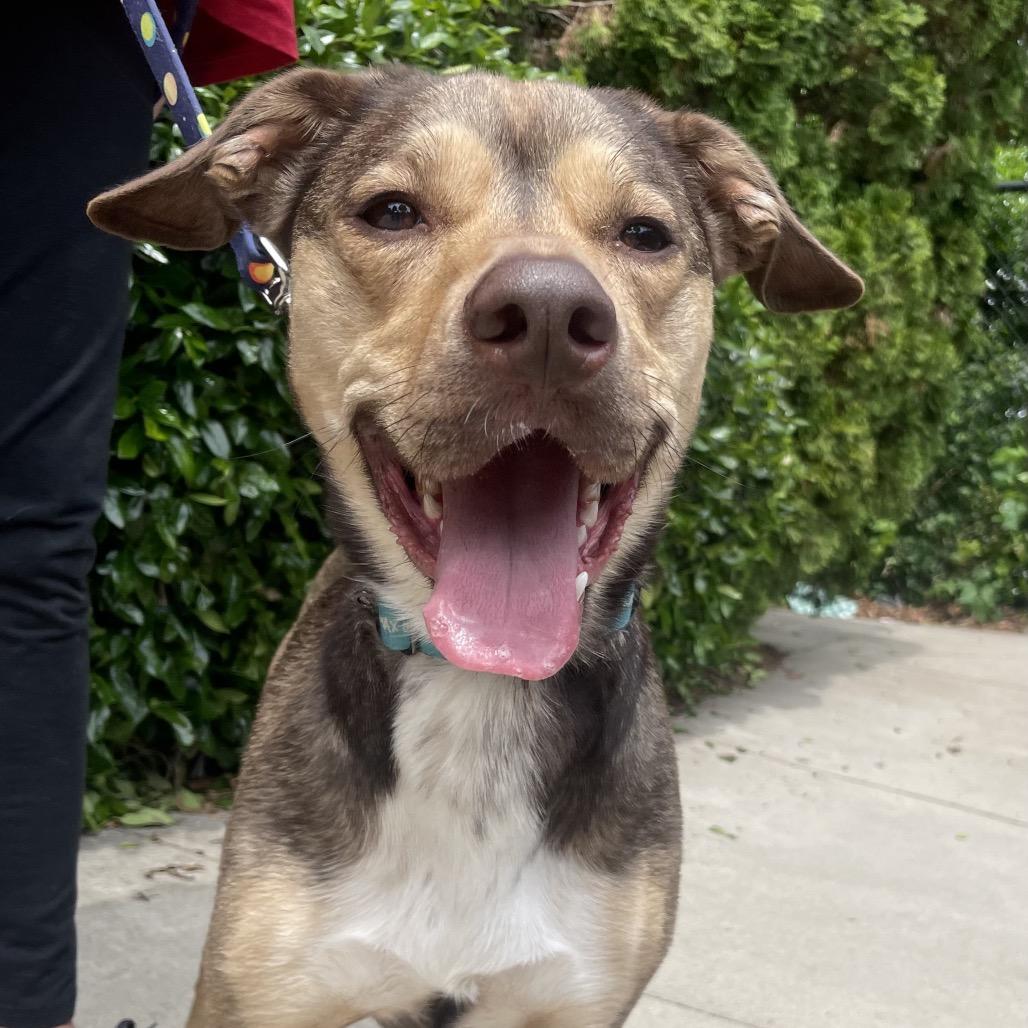 Enlarge Prancer, a Adoptable mixed breed in Fayetteville, GA image 1/6