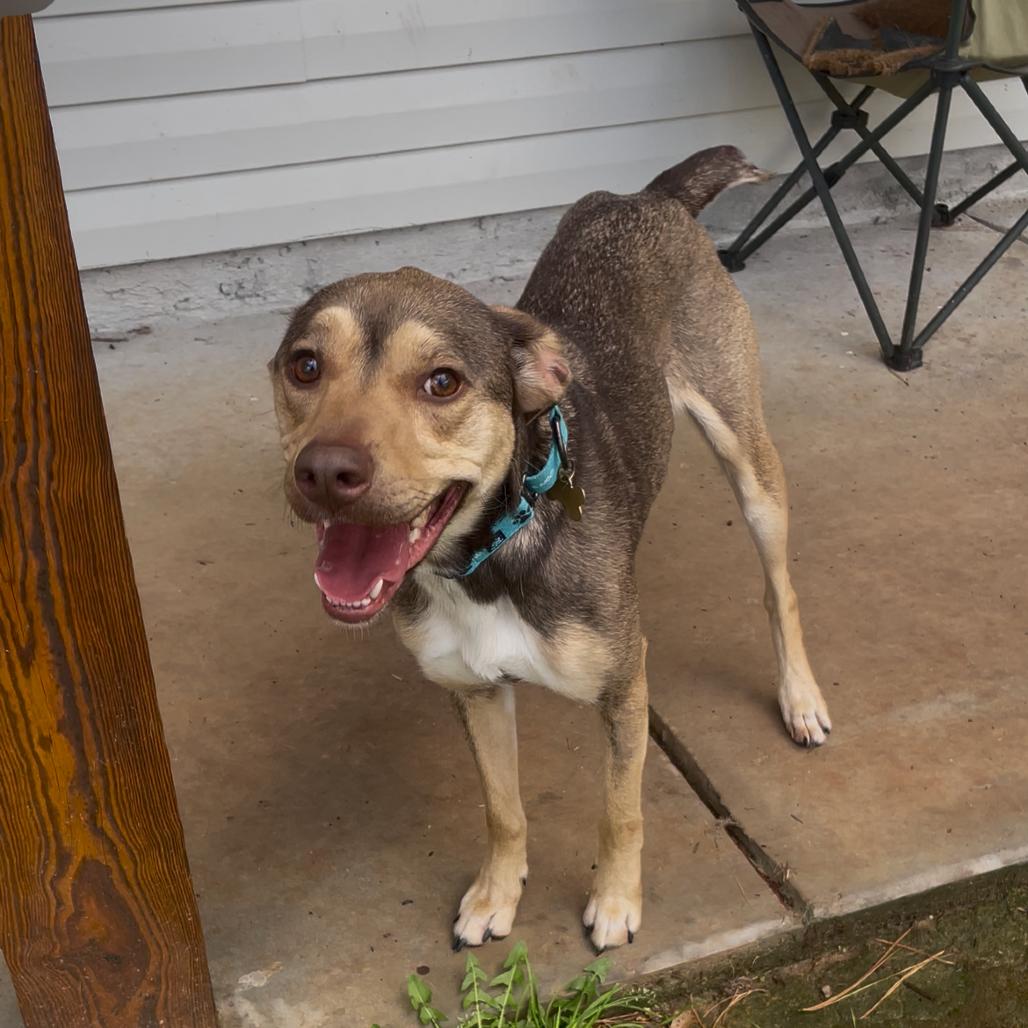 Prancer, Adoptable, Adult Female Pit Bull Terrier & Golden Retriever.