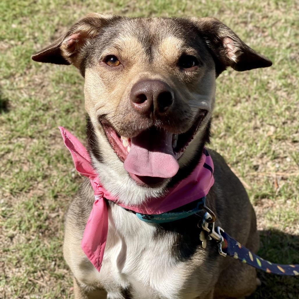 Prancer, a Adoptable mixed breed in Fayetteville, GA image 2/6
