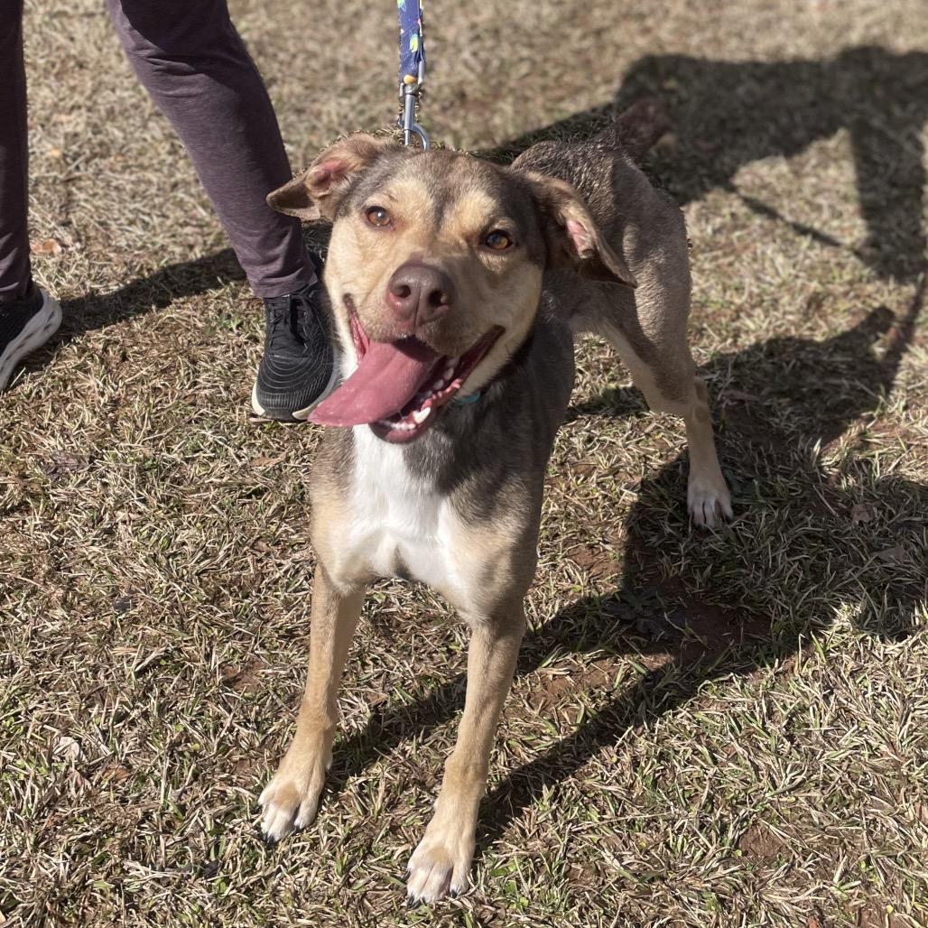 Enlarge Prancer, a Adoptable mixed breed in Fayetteville, GA image 3/6