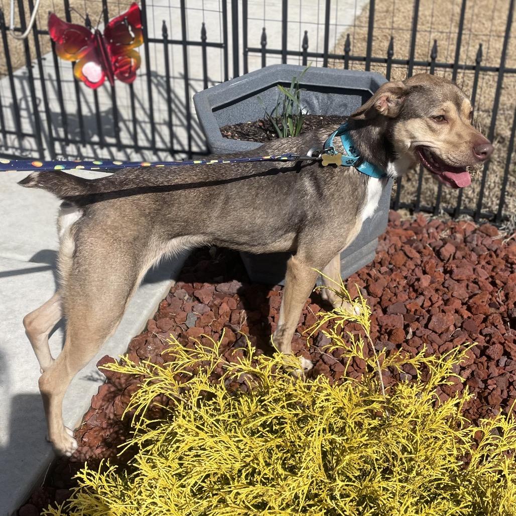 Enlarge Prancer, a Adoptable mixed breed in Fayetteville, GA image 4/6