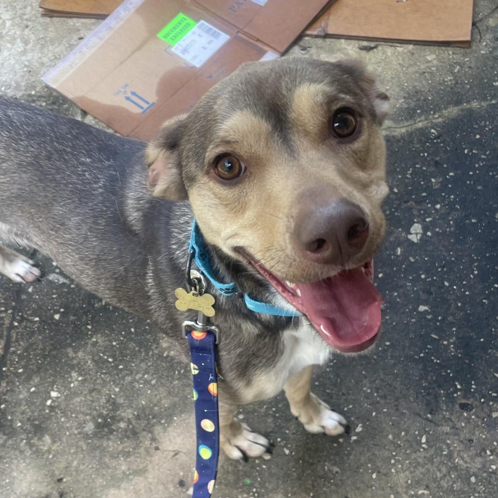 Enlarge Prancer, a Adoptable mixed breed in Fayetteville, GA image 5/6