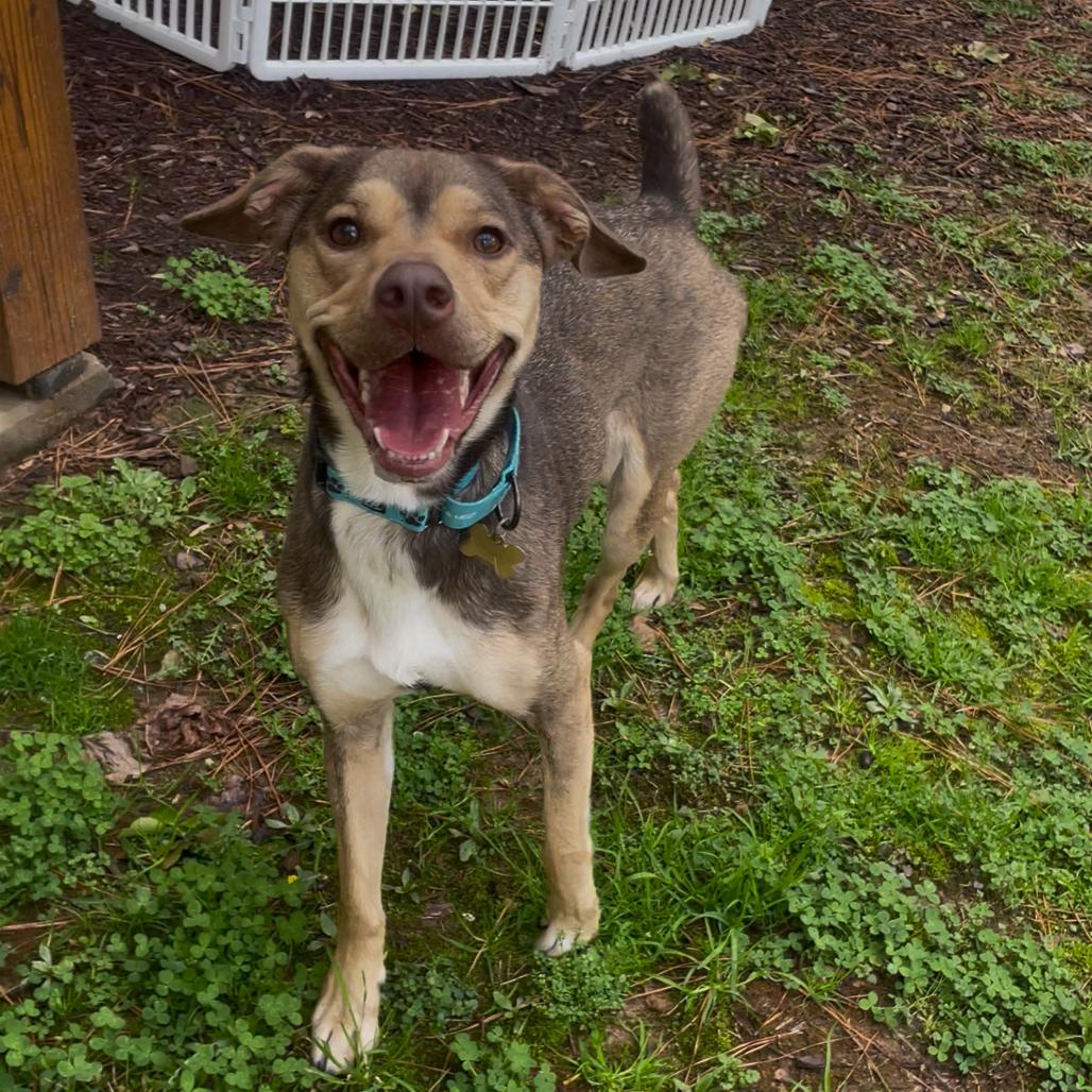 Enlarge Prancer, a Adoptable mixed breed in Fayetteville, GA image 6/6