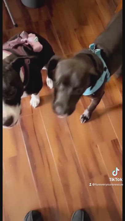 Enlarge Santa’s coal, a Adopted mixed breed in Maple Glen, PA video 6/11