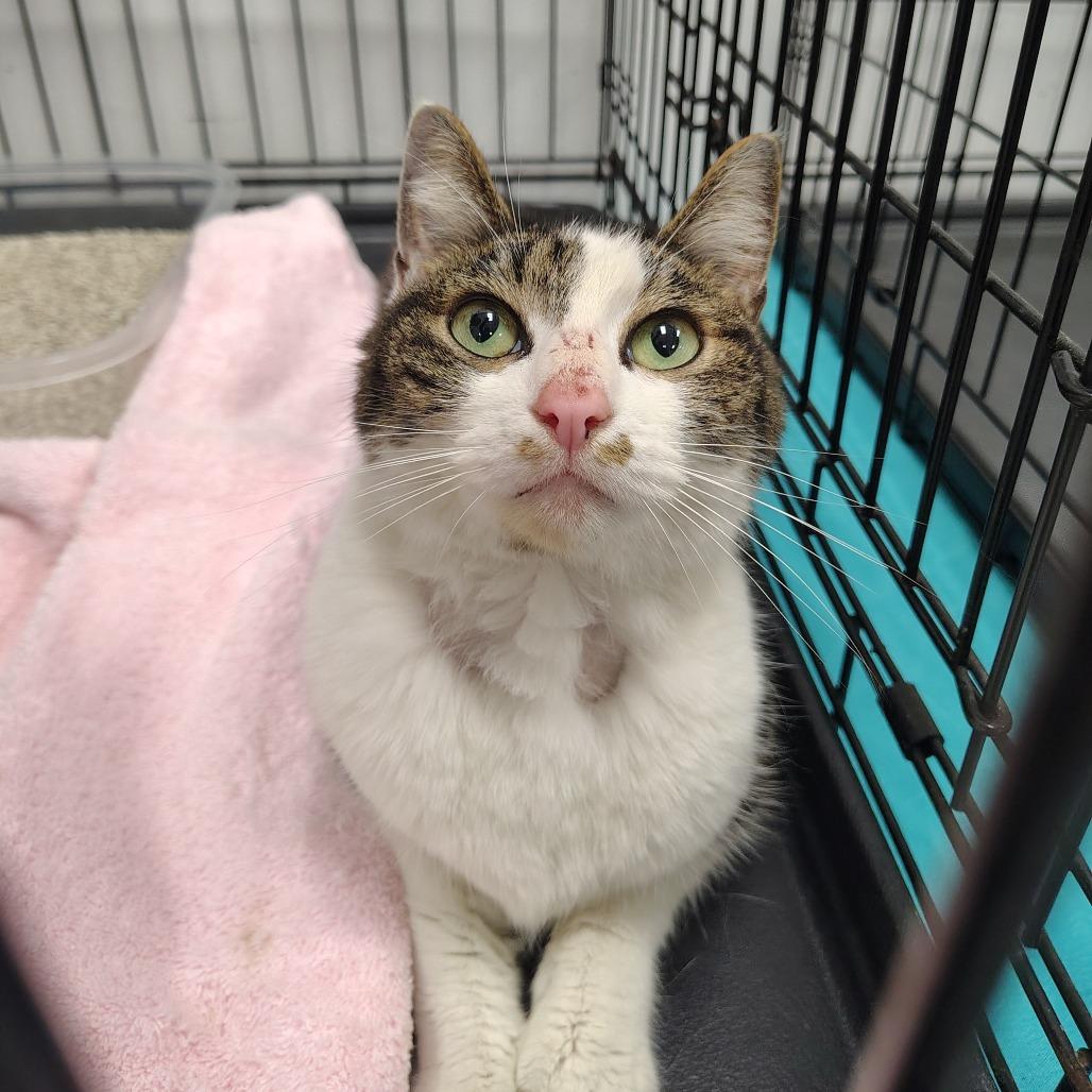 Enlarge Samuel, a Adoptable Domestic Short Hair in Coos Bay, OR image 1/1
