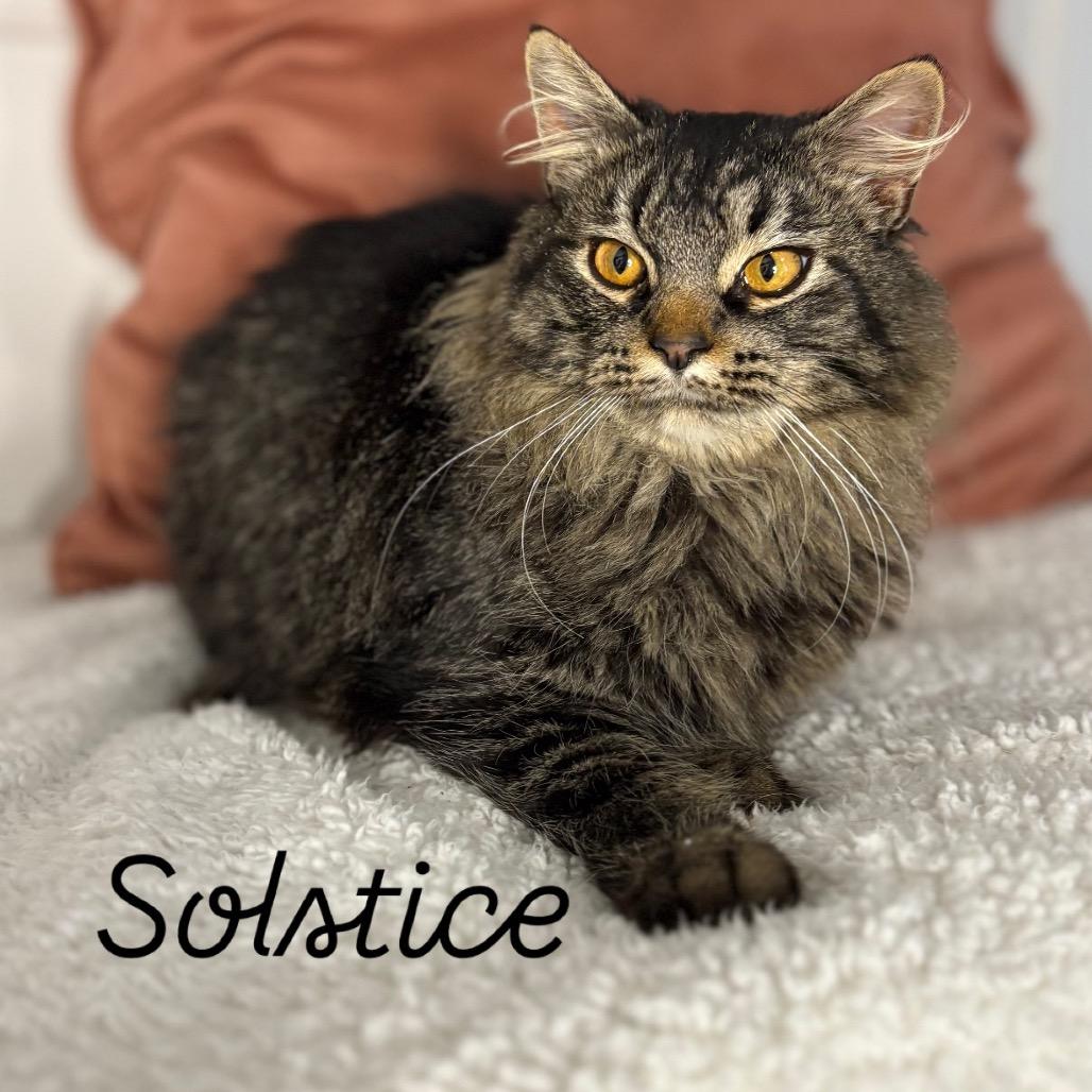 Enlarge Solstice, a Adoptable Domestic Long Hair in Louisville, KY image 1/5