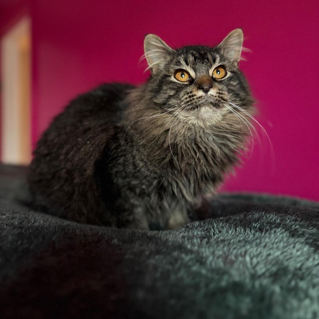 Enlarge Solstice, a Adoptable Domestic Long Hair in Louisville, KY image 2/5