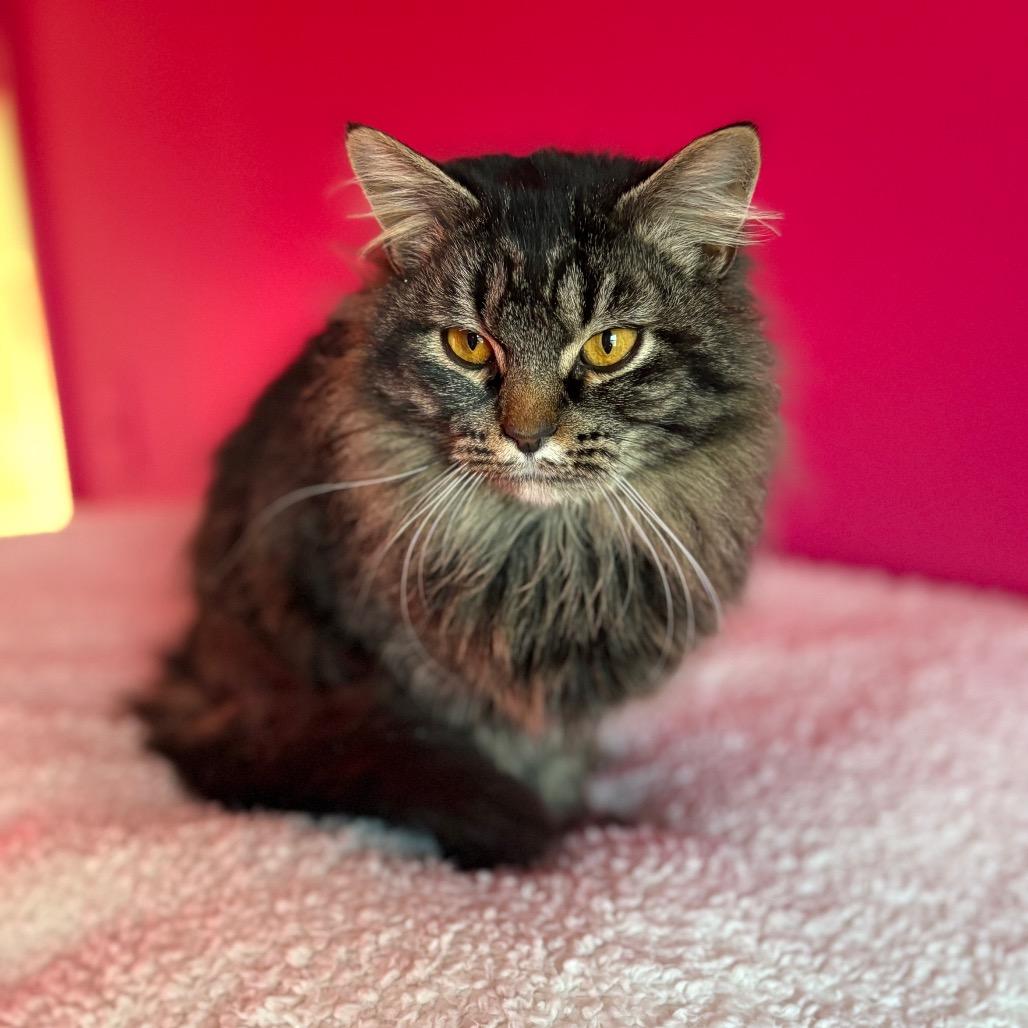 Enlarge Solstice, a Adoptable Domestic Long Hair in Louisville, KY image 3/5