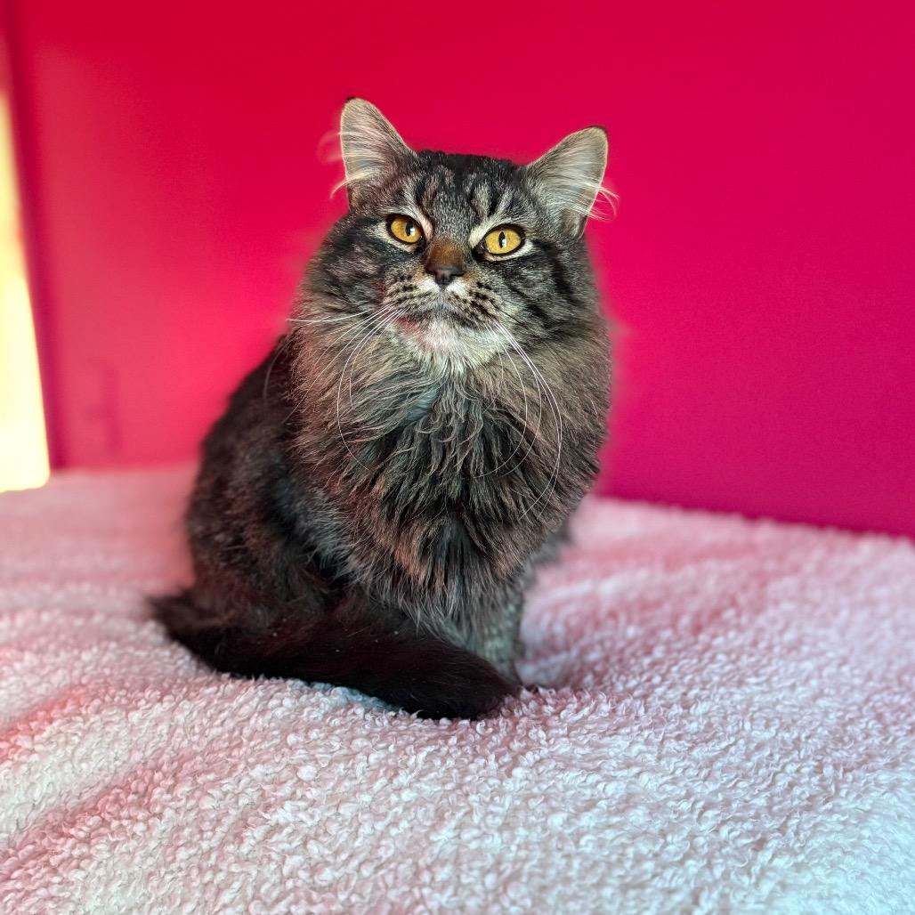 Enlarge Solstice, a Adoptable Domestic Long Hair in Louisville, KY image 4/5