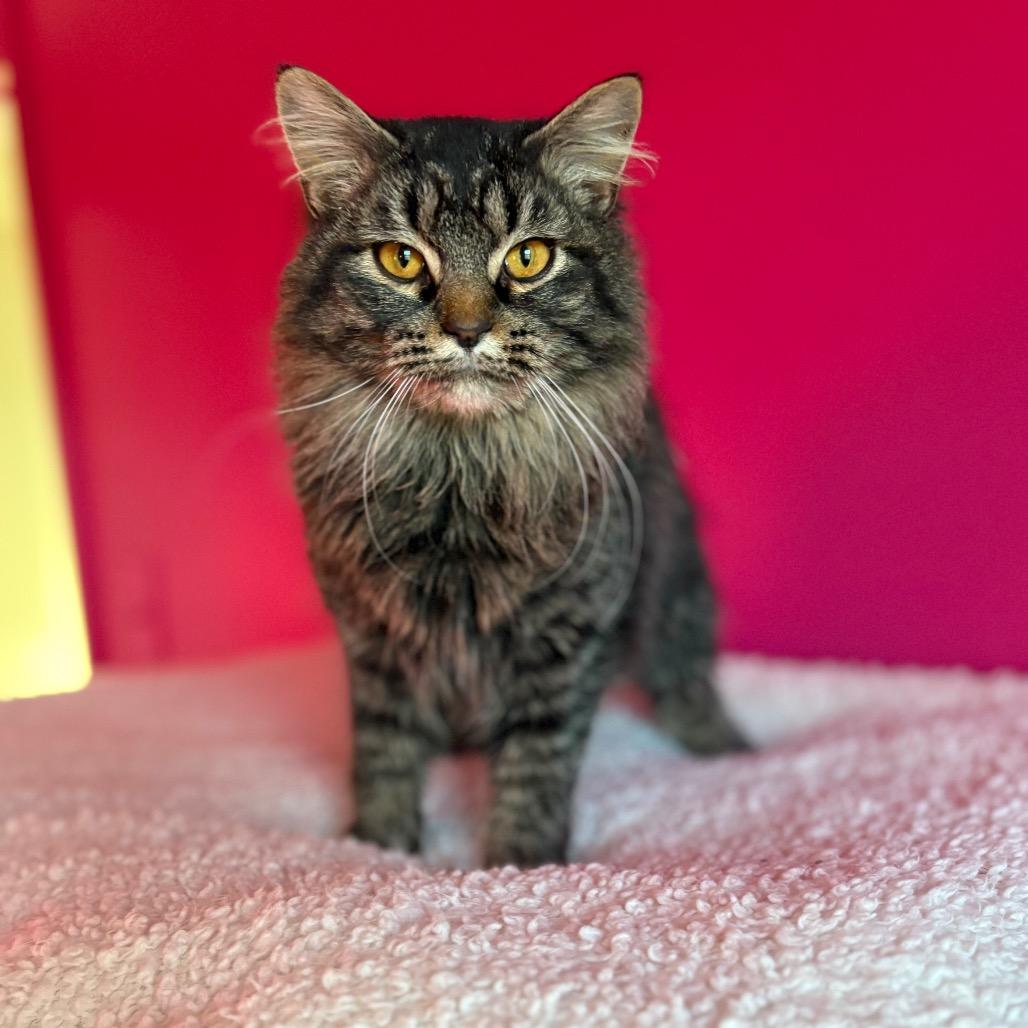 Enlarge Solstice, a Adoptable Domestic Long Hair in Louisville, KY image 5/5