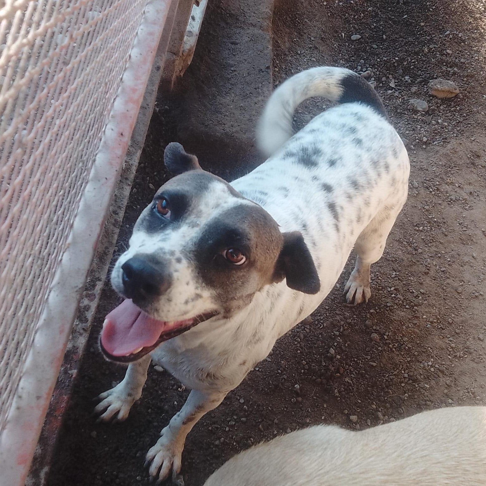 Enlarge Nube, a Adoptable Mixed Breed in Las Jarretaderas, NAY image 2/6