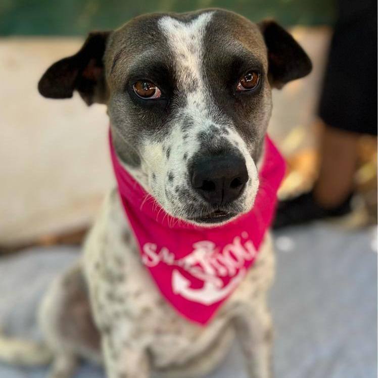 Nube, Adoptable, Adult Female Mixed Breed.