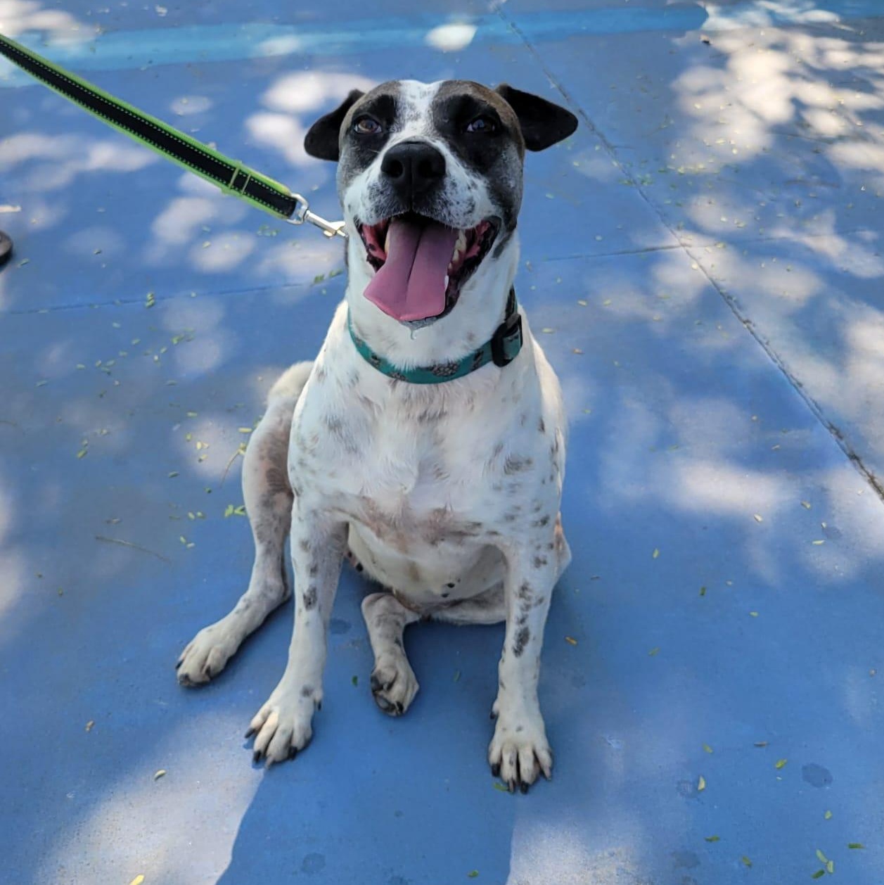 Enlarge Nube, a Adoptable Mixed Breed in Las Jarretaderas, NAY image 1/6