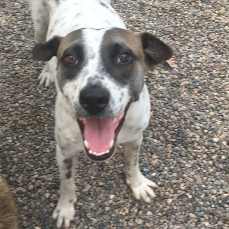 Nube, a Adoptable Mixed Breed in Las Jarretaderas, NAY image 2/6