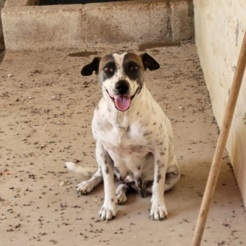 Nube, a Adoptable Mixed Breed in Las Jarretaderas, NAY image 4/6