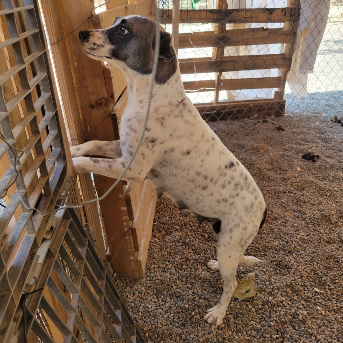 Nube, a Adoptable Mixed Breed in Las Jarretaderas, NAY image 5/6