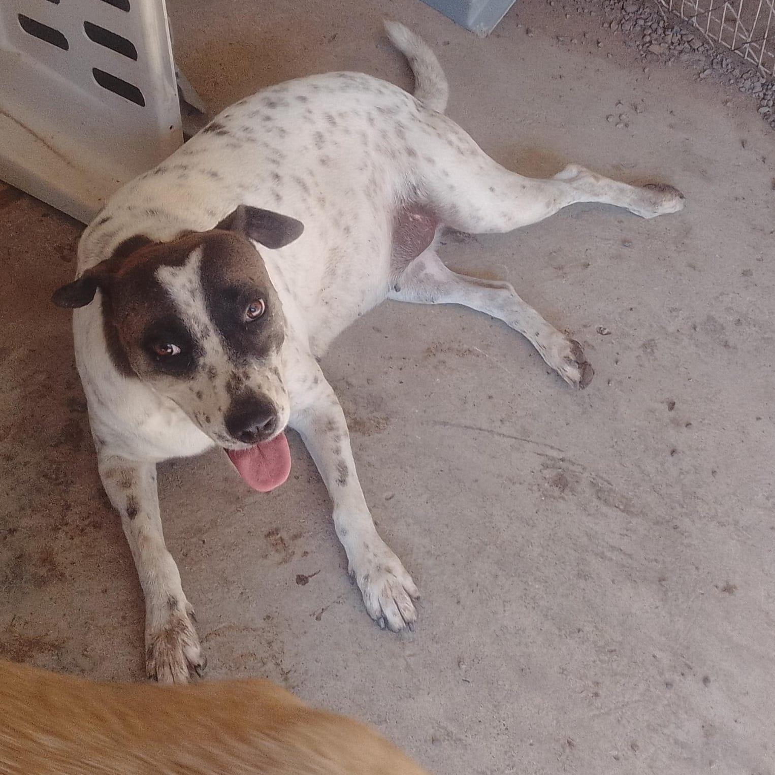 Enlarge Nube, a Adoptable Mixed Breed in Las Jarretaderas, NAY image 3/6