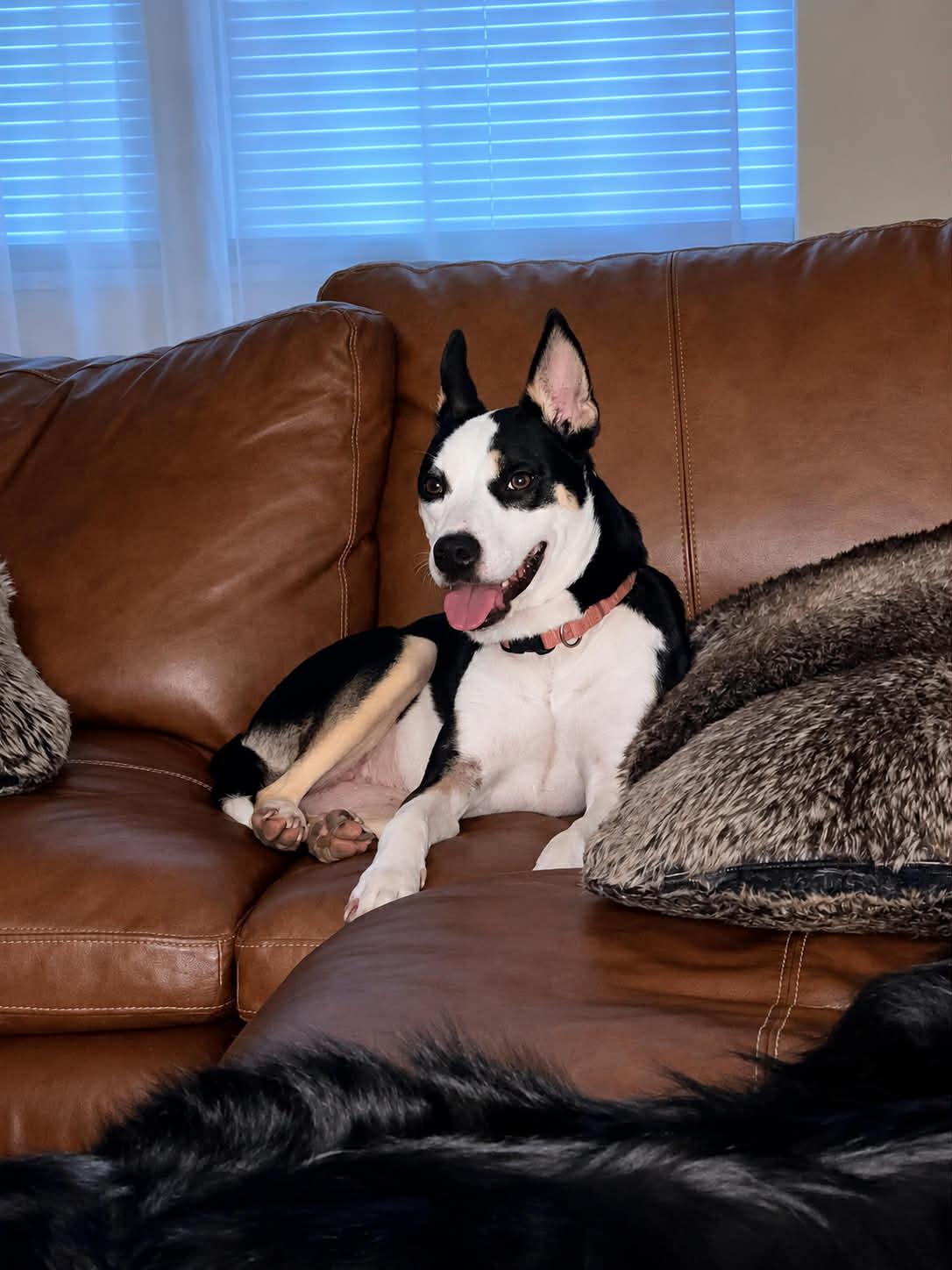 Piper 5810 D, Adoptable, Adult Female Australian Kelpie & Australian Cattle Dog / Blue Heeler.