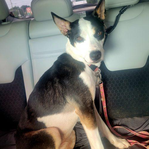 Piper 5810 D, a Adoptable mixed breed in Frankfort, KY image 2/6