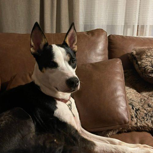 Piper 5810 D, a Adoptable mixed breed in Frankfort, KY image 3/6