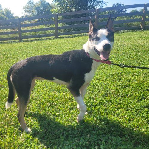 Piper 5810 D, a Adoptable mixed breed in Frankfort, KY image 4/6
