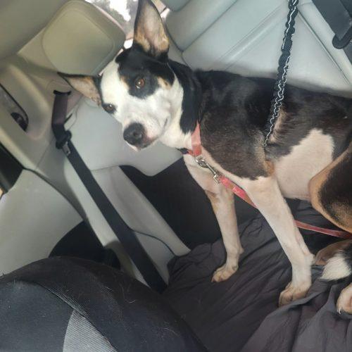 Piper 5810 D, a Adoptable mixed breed in Frankfort, KY image 5/6
