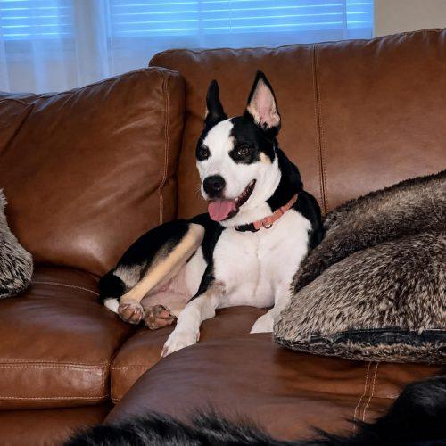 Piper 5810 D, a Adoptable mixed breed in Frankfort, KY image 6/6