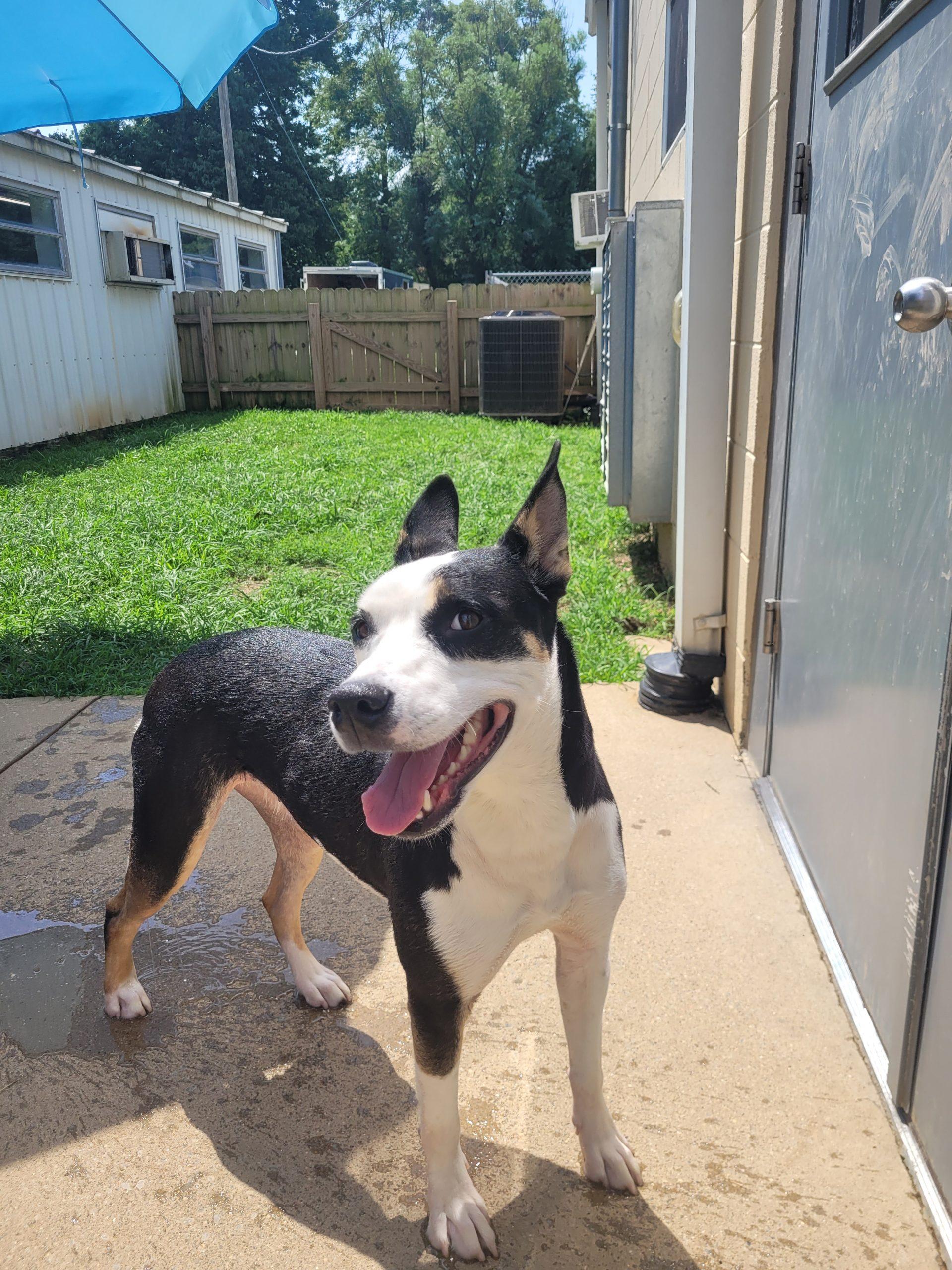 Piper 5810 D, a Adoptable mixed breed in Frankfort, KY image 6/6
