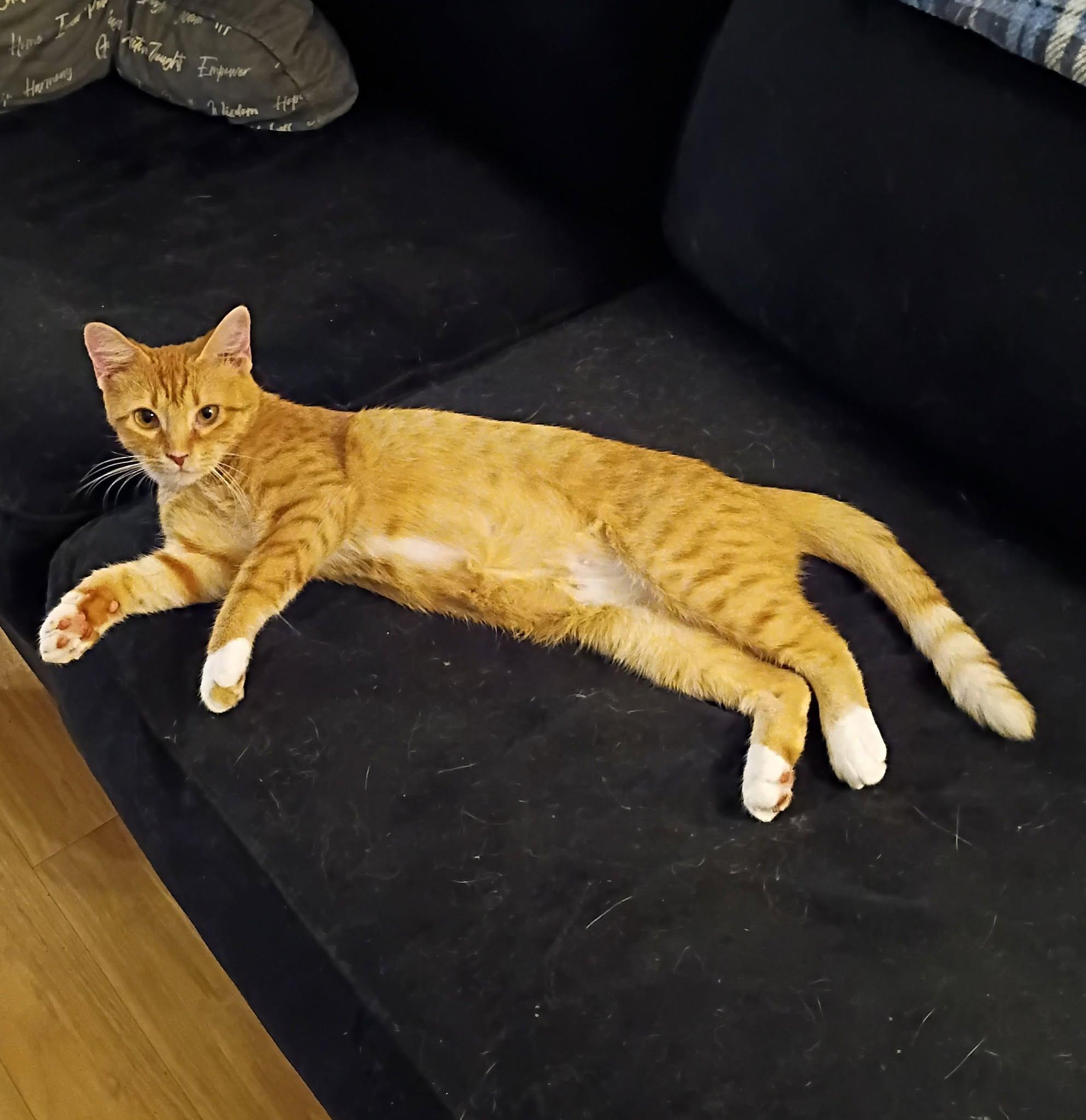 Honey - hero mom, adopted, Adult Female Domestic Short Hair.