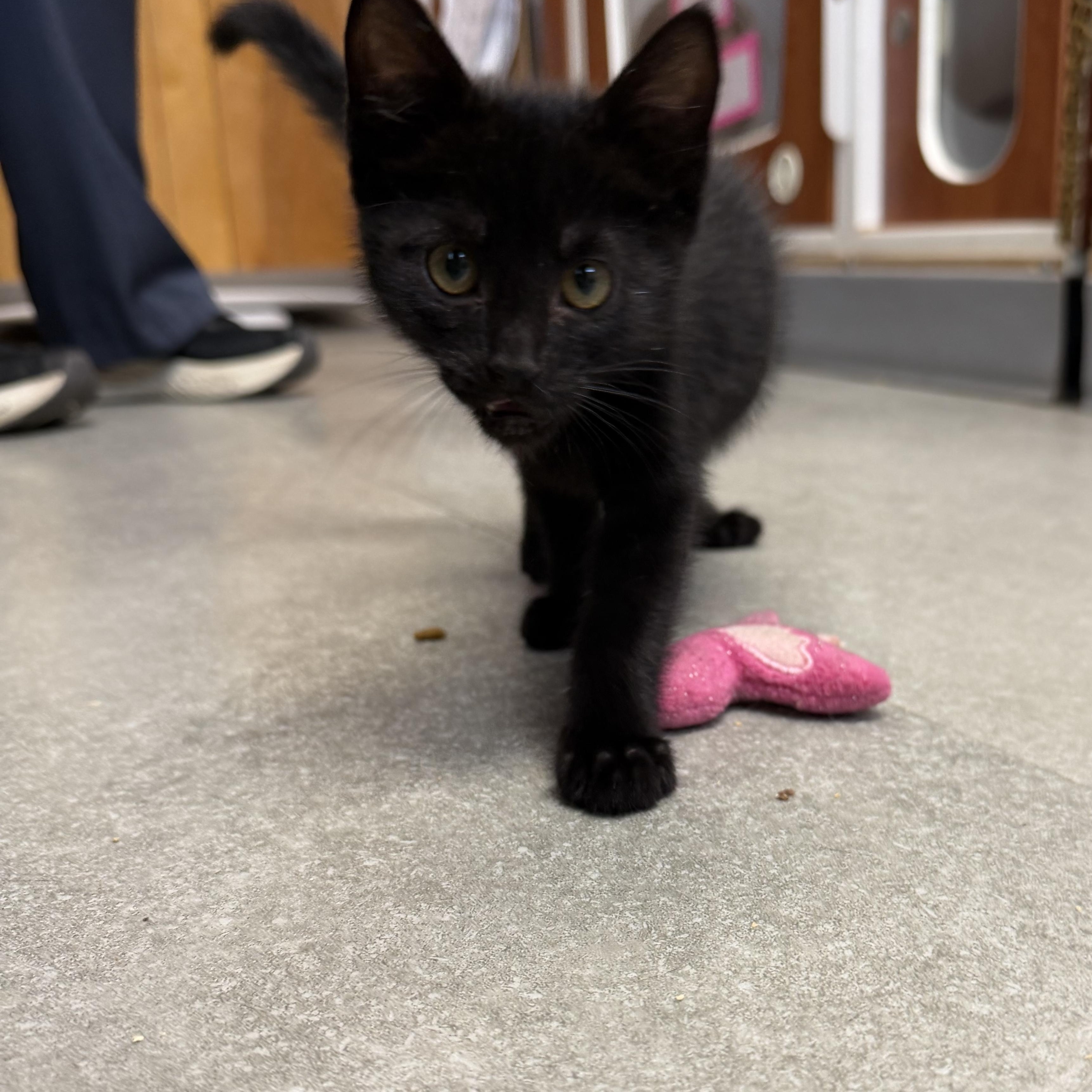 Sabbath, an adopted Domestic Short Hair in Kent, WA image 1/3