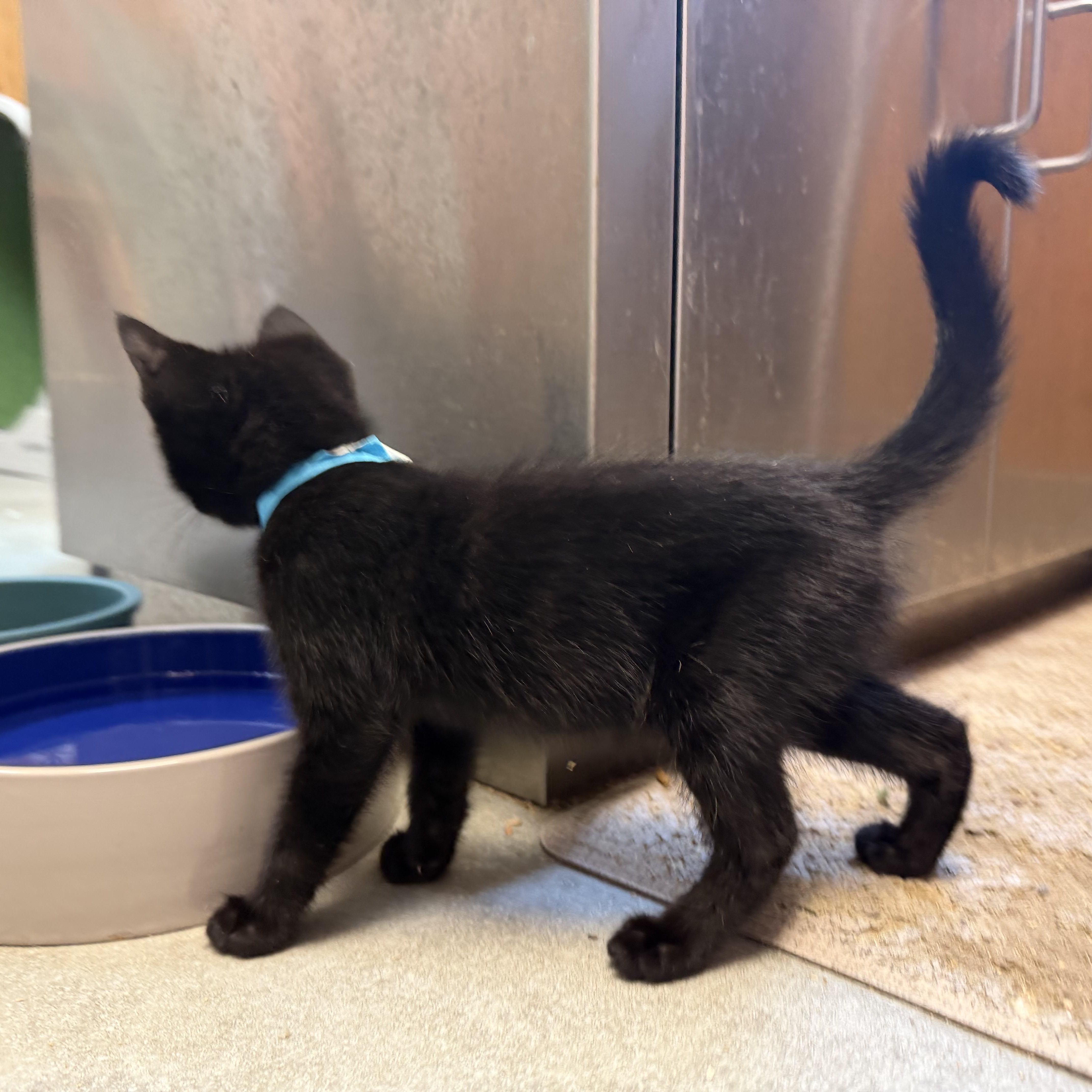 Sabbath, an adopted Domestic Short Hair in Kent, WA image 2/3