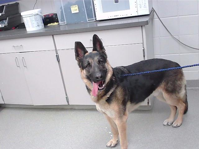VIGO, Adoptable, Adult Male German Shepherd Dog & Mixed Breed.