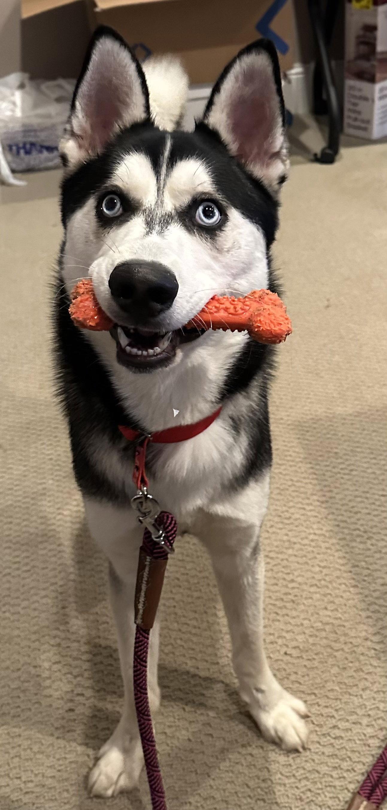 King, a Adoptable Siberian Husky in Cumming, GA image 1/2