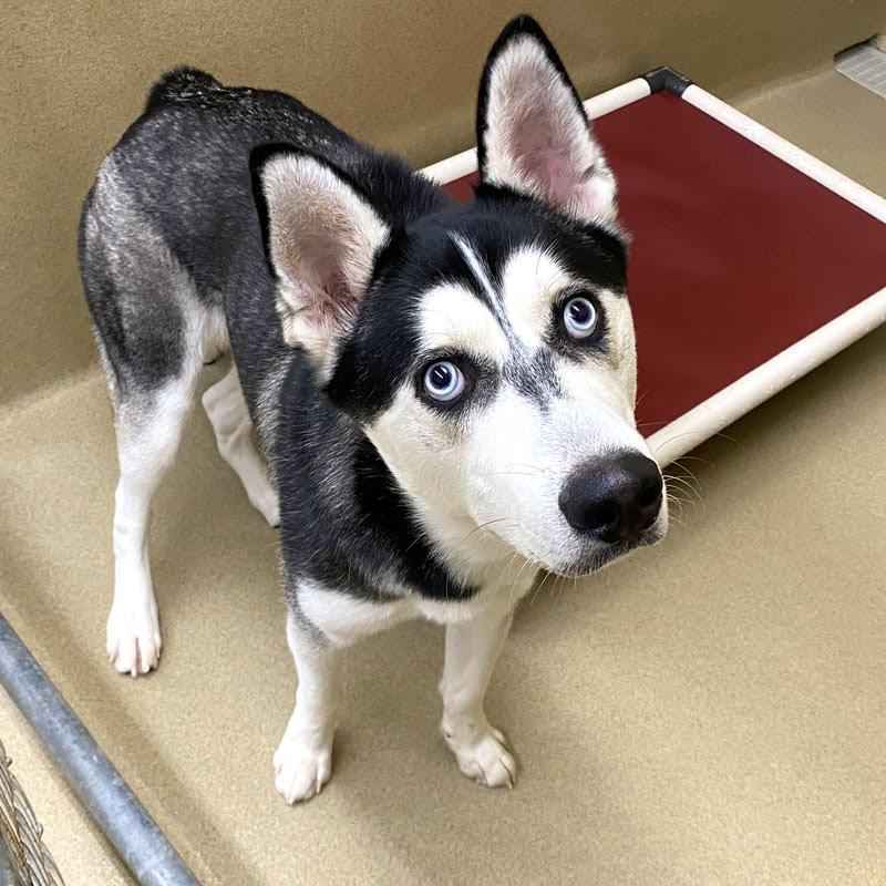 King, a Adoptable Siberian Husky in Cumming, GA image 2/2