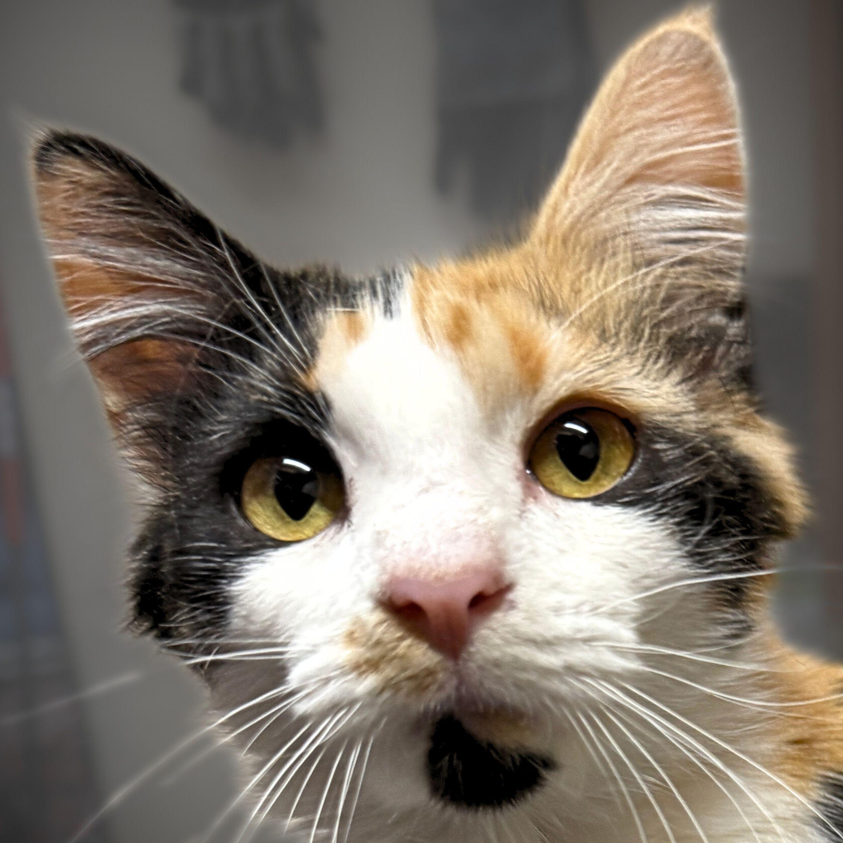 Chiclet, Adopted, Young Female Domestic Medium Hair.