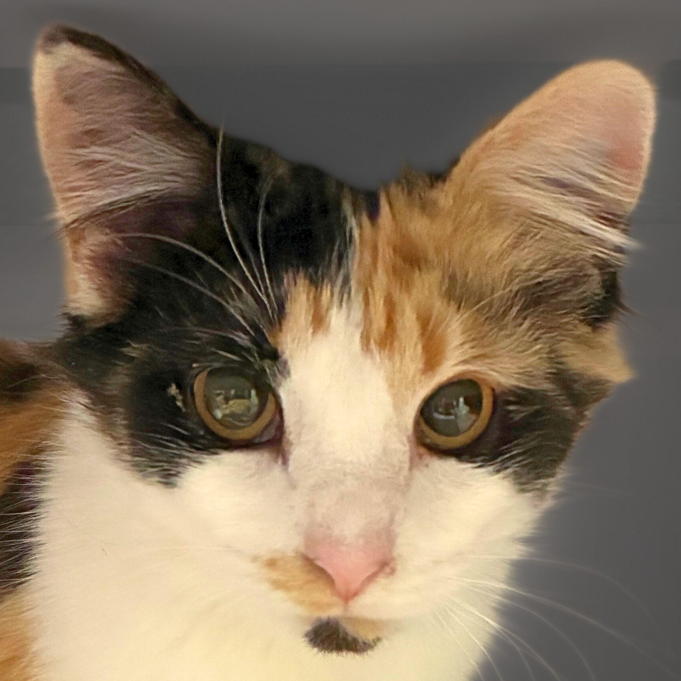 Chiclet, a Adopted mixed breed in Santa Fe, NM image 2/3