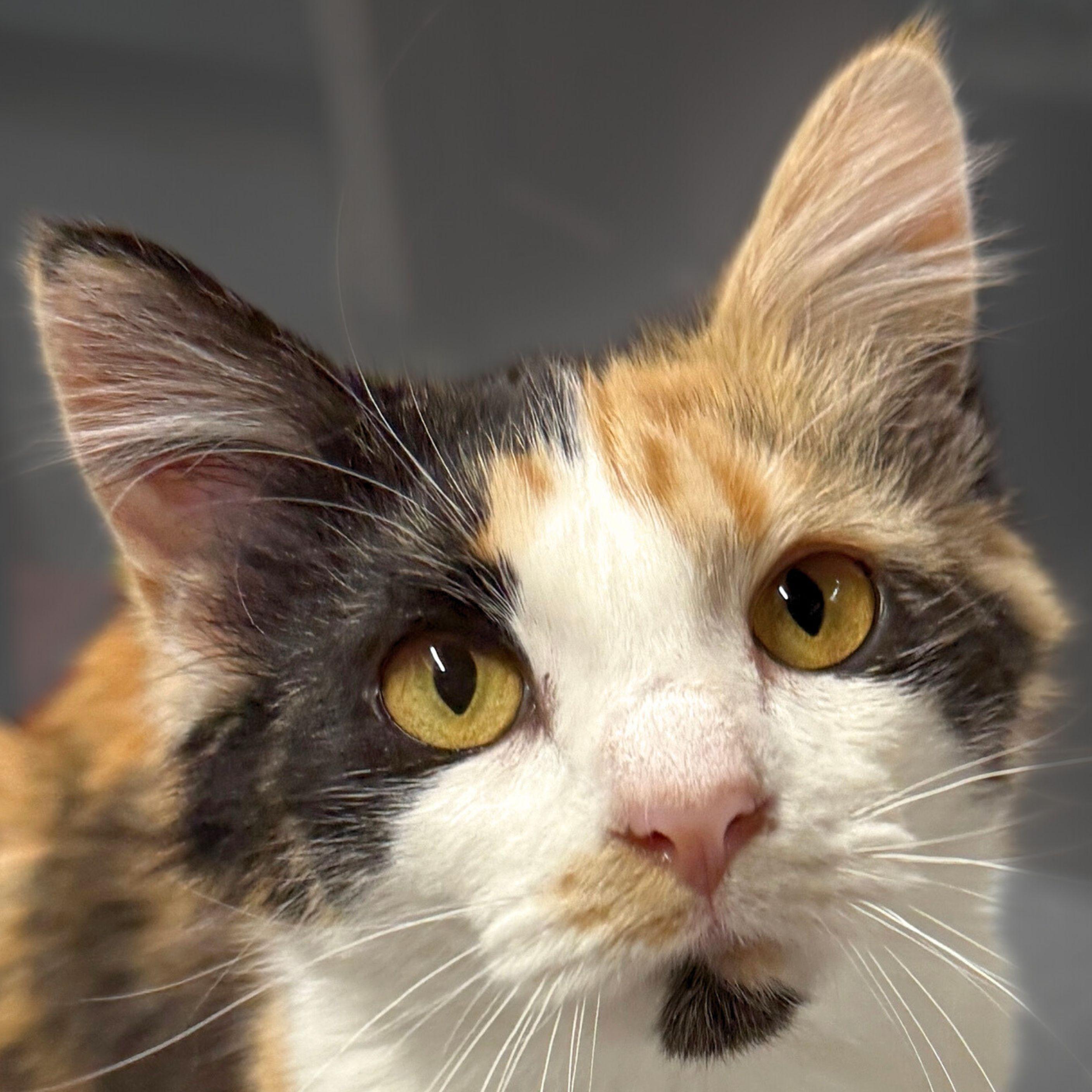 Chiclet, a Adopted mixed breed in Santa Fe, NM image 3/3