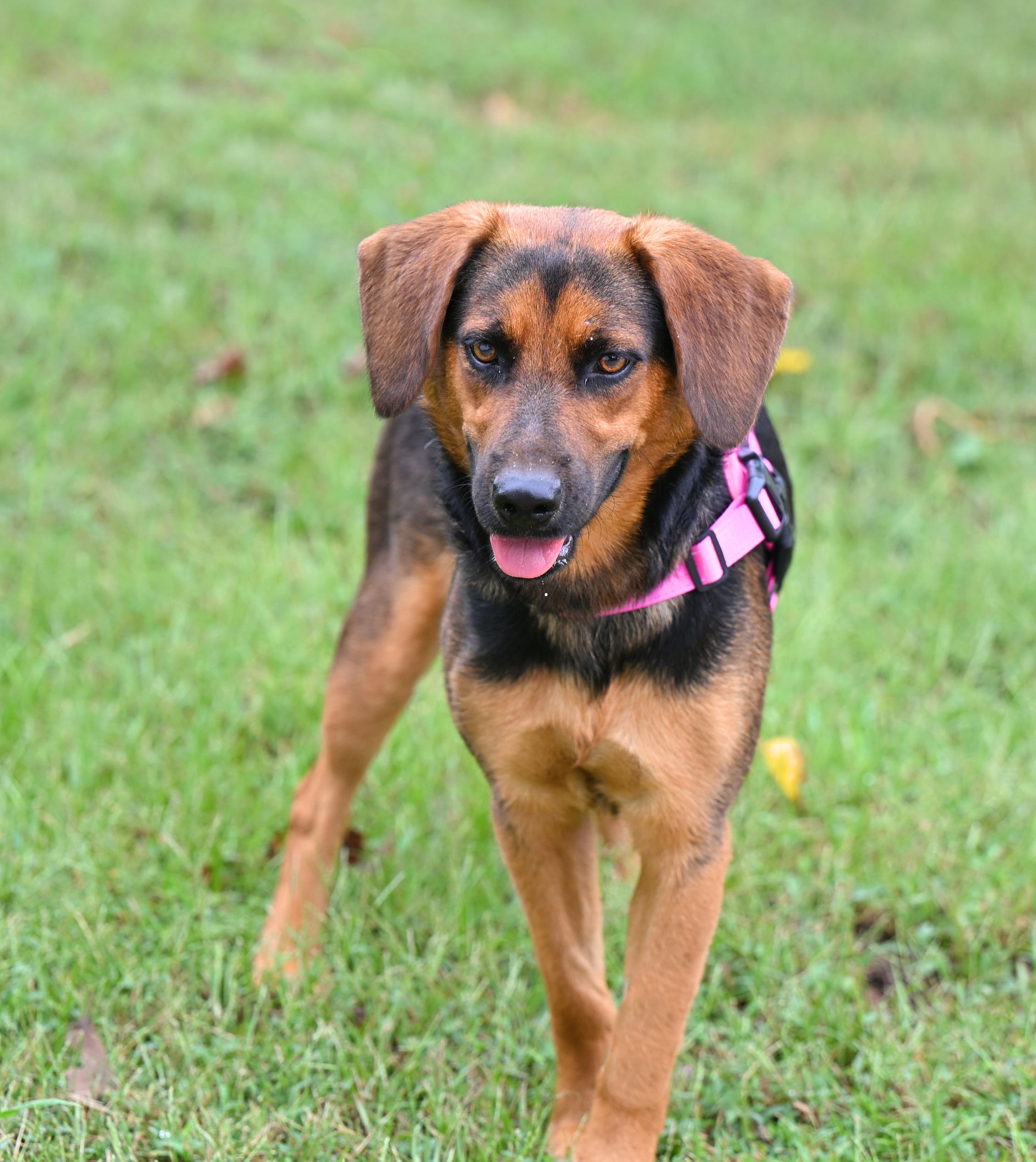 VIVIAN - PRETTY GIRL, a Adoptable mixed breed in Allentown, PA image 3/5