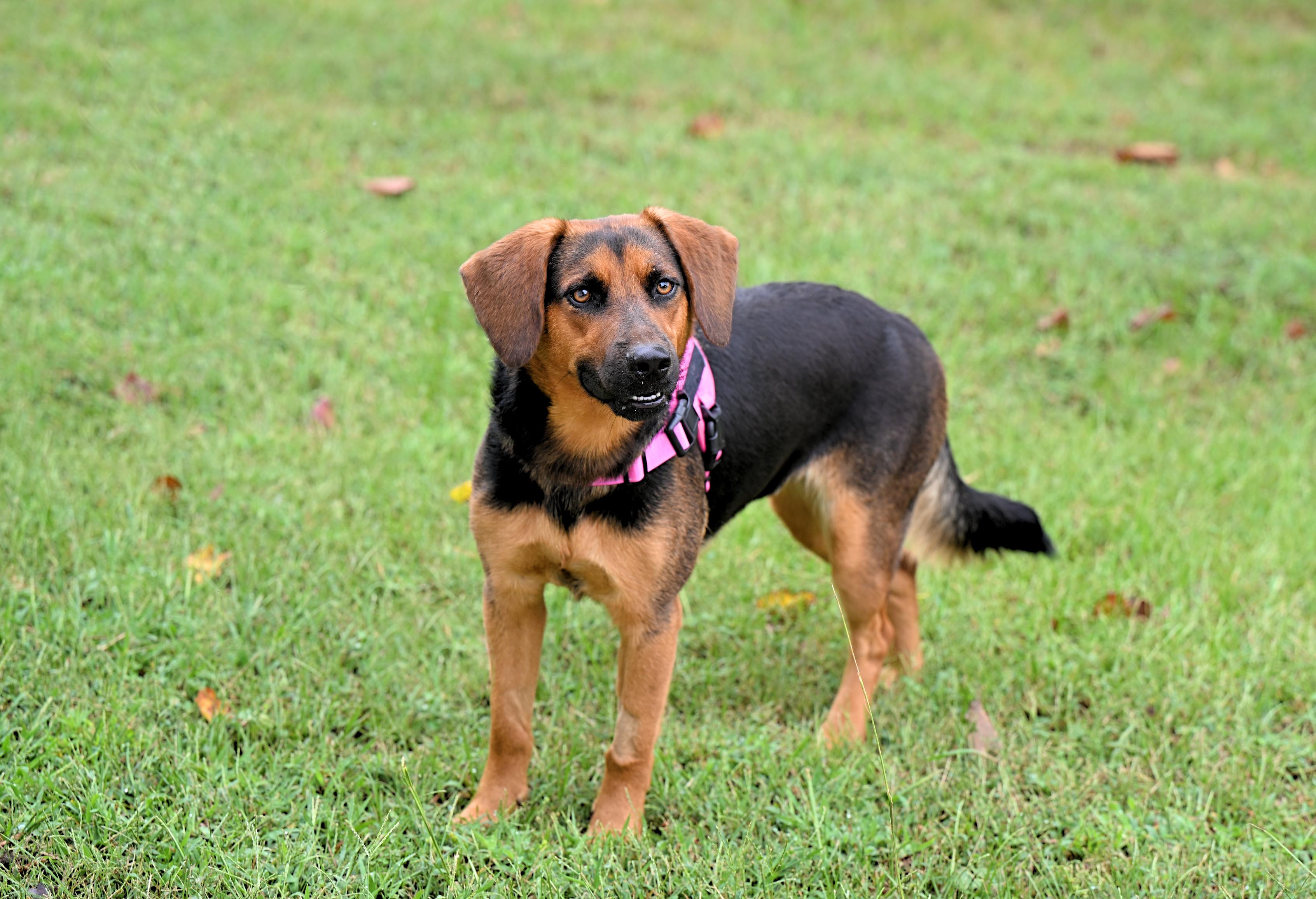 VIVIAN - PRETTY GIRL, a Adoptable mixed breed in Allentown, PA image 4/5