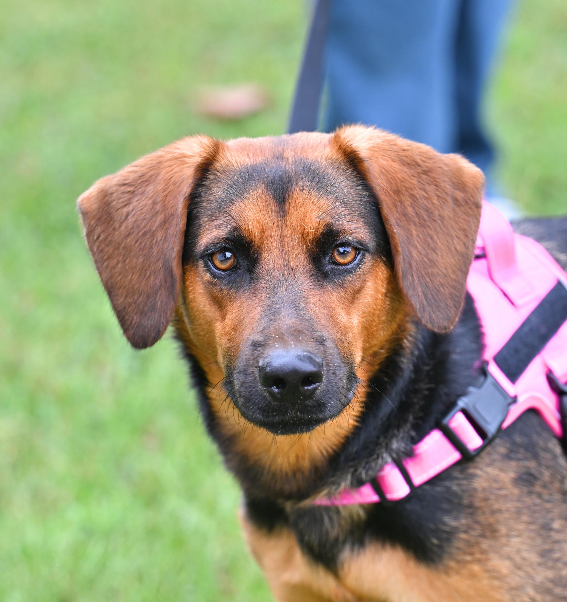 VIVIAN - PRETTY GIRL, Adoptable, Young Female Hound.