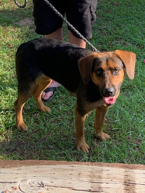 VIVIAN - PRETTY GIRL, a Adoptable mixed breed in Allentown, PA image 5/5