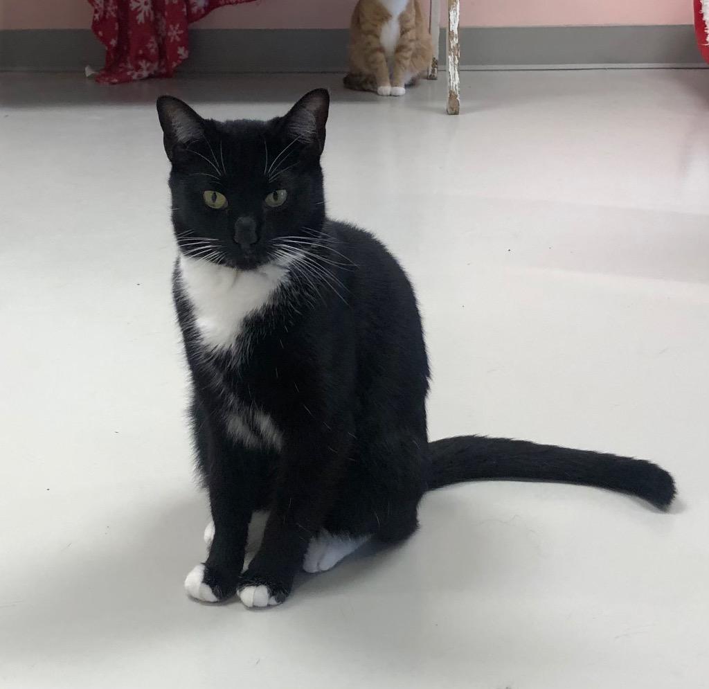 Enlarge Henna, a Adoptable mixed breed in Dalton, GA image 5/6