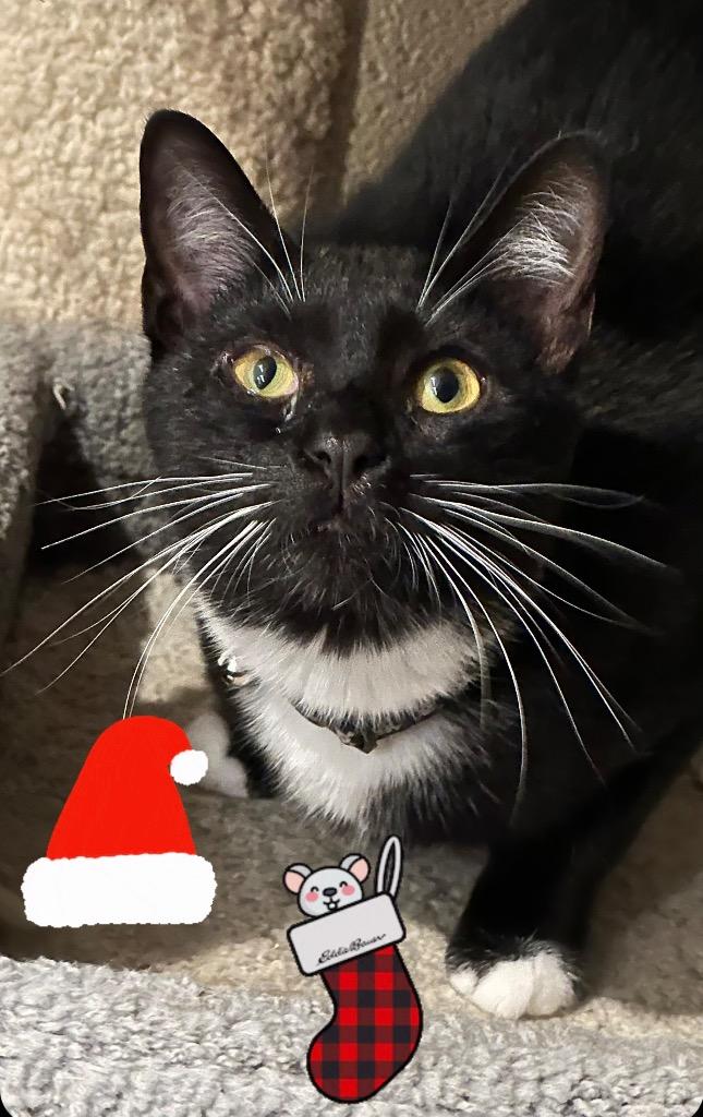 Enlarge Henna, a Adoptable mixed breed in Dalton, GA image 6/6