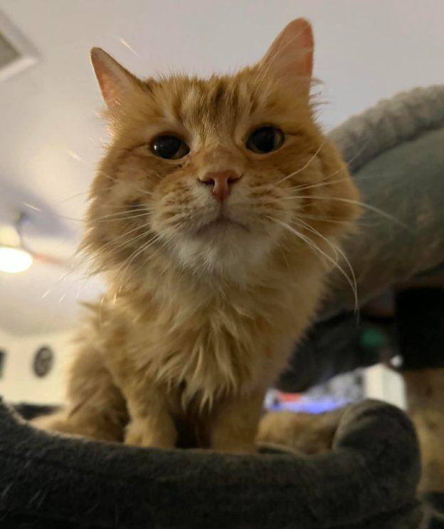 Mango, ADOPTABLE, Senior Male Domestic Medium Hair.