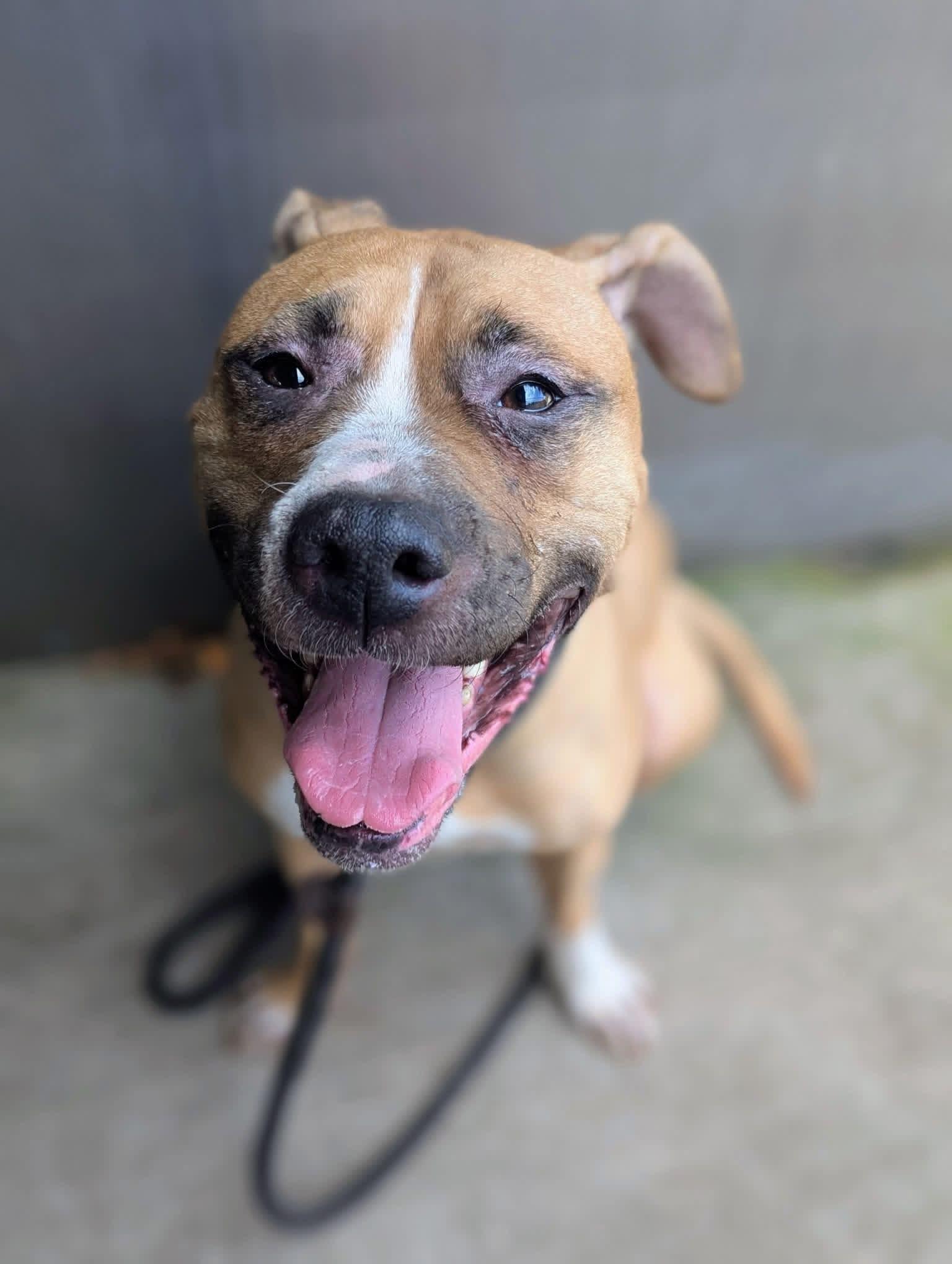 Enlarge Svanasana, a Adoptable Pit Bull Terrier in Chicago, IL image 1/6
