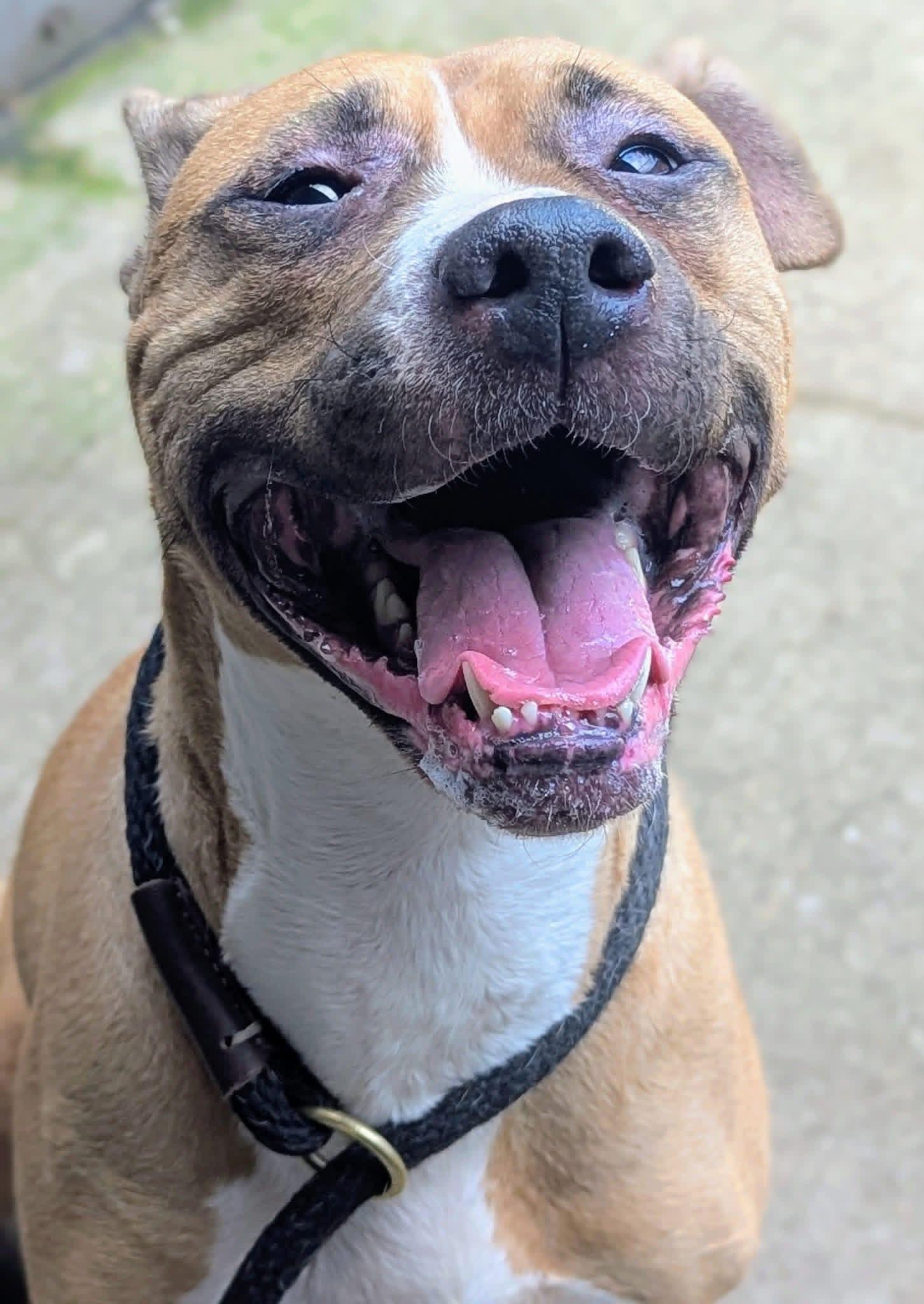Enlarge Svanasana, a Adoptable Pit Bull Terrier in Chicago, IL image 3/6