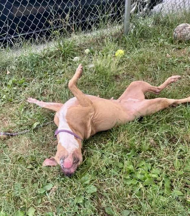 Enlarge Svanasana, a Adoptable Pit Bull Terrier in Chicago, IL image 4/6