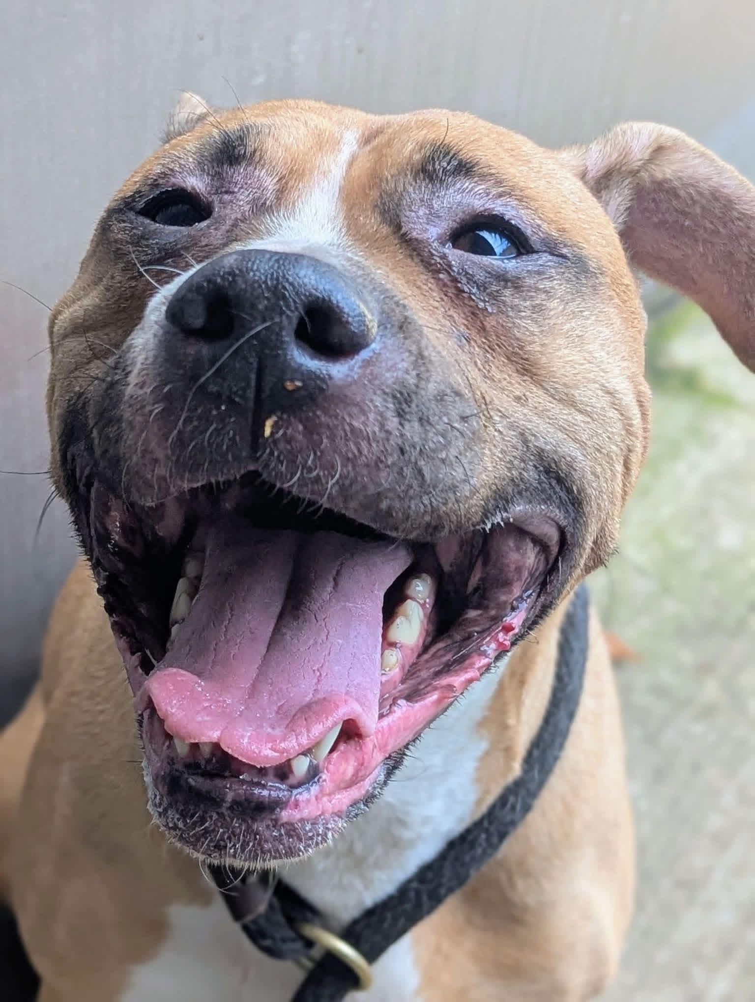 Enlarge Svanasana, a Adoptable Pit Bull Terrier in Chicago, IL image 2/6